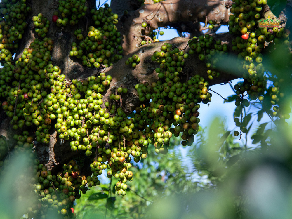 The sunlight falls softly, making the clusters of figs glimmer like little emerald droplets. A gentle warmth spreads through the quiet corner of the meditation garden