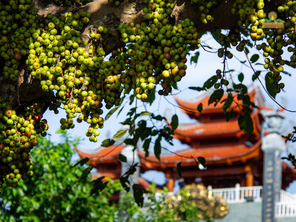 The fig tree, growing naturally and full of life, stands in perfect harmony beside the temples ancient architecture—a serene blend of freshness and solemnity