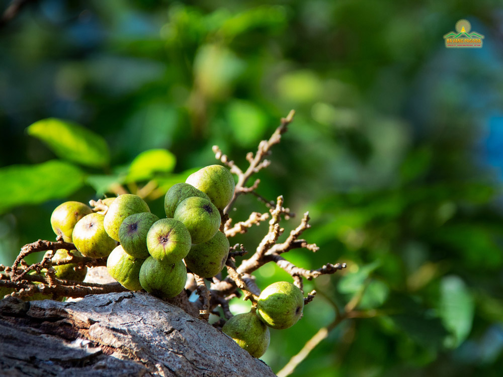 A close view of young figs thriving under the golden sunlight