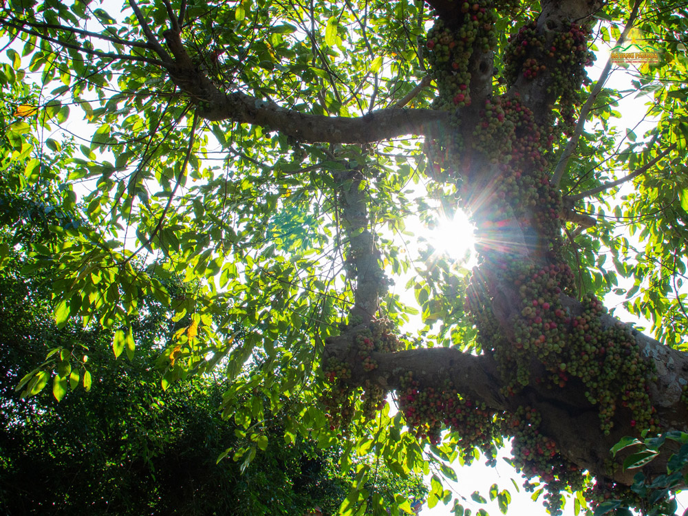 Green and red figs emerge among broad leaves, adding a gentle sense of fullness to the stillness of the temple grounds