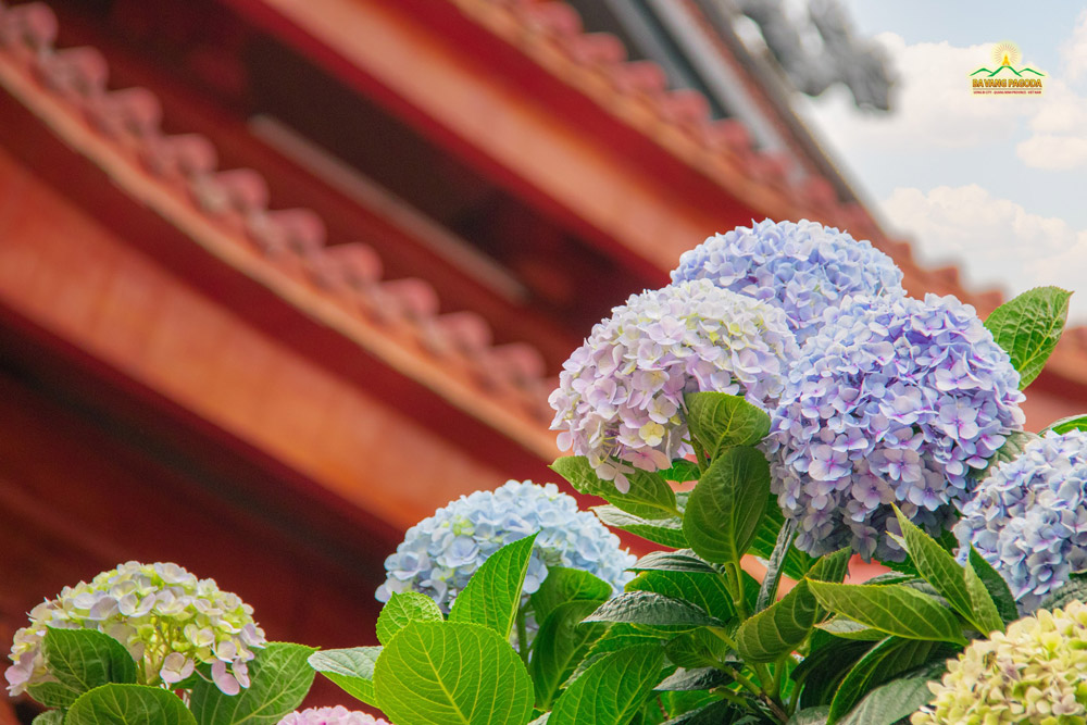 Clusters of hydrangeas bloom in soft colors at Ba Vang Pagoda