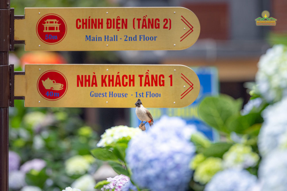 Dotted around the grounds, birds can be seen chirping and hopping over the colorful hydrangeas, lending a lively yet tranquil vibe to the monastery