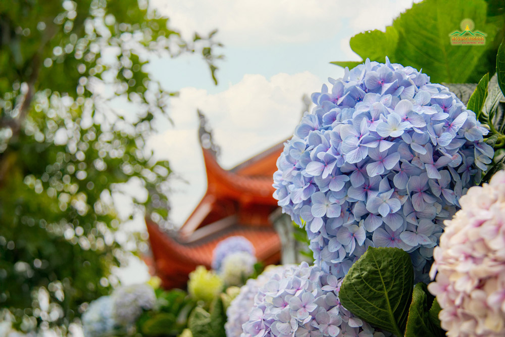 Blue, purple, and soft pink shades of hydrangeas harmonize together with the red roofs