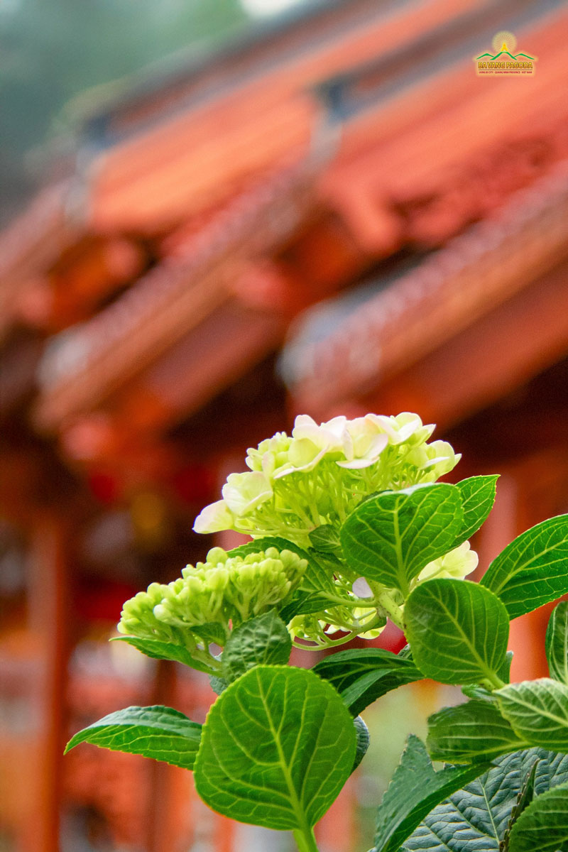 Hydrangeas are in bloom beside the pagodas serene roof, adding tranquility to the monastery