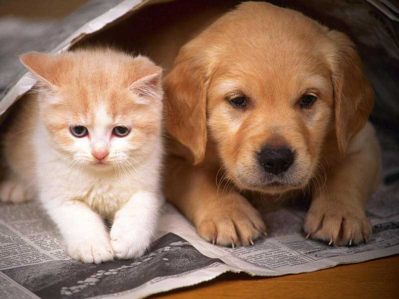 Some people believe that if a cat follows you home it\'s bad luck, but it\'s the opposite in case of a stray dog.