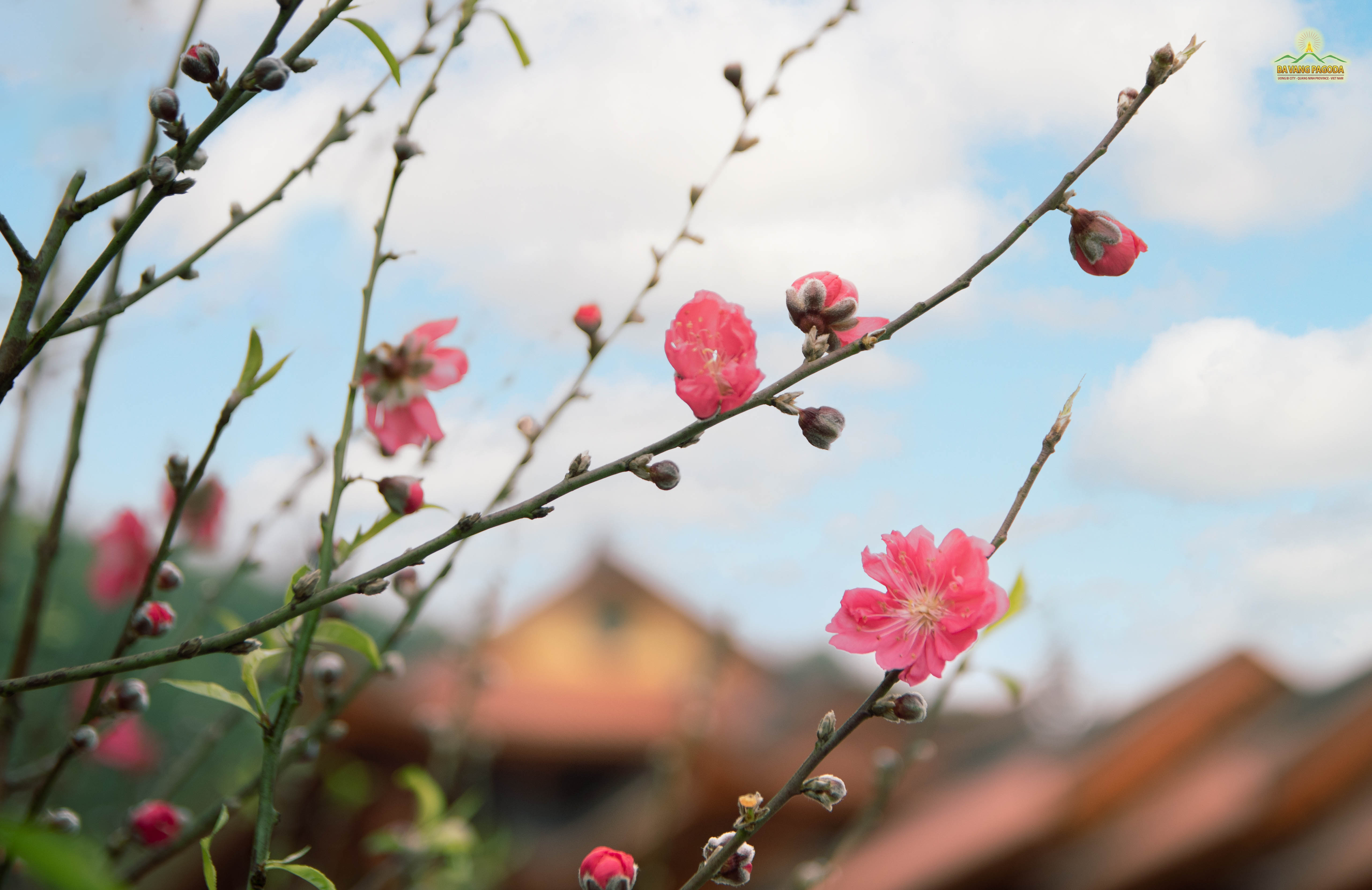 As spring approaches, we wish you a peaceful Tet holiday and the strength to overcome all challenges, just like the resilient peach tree.