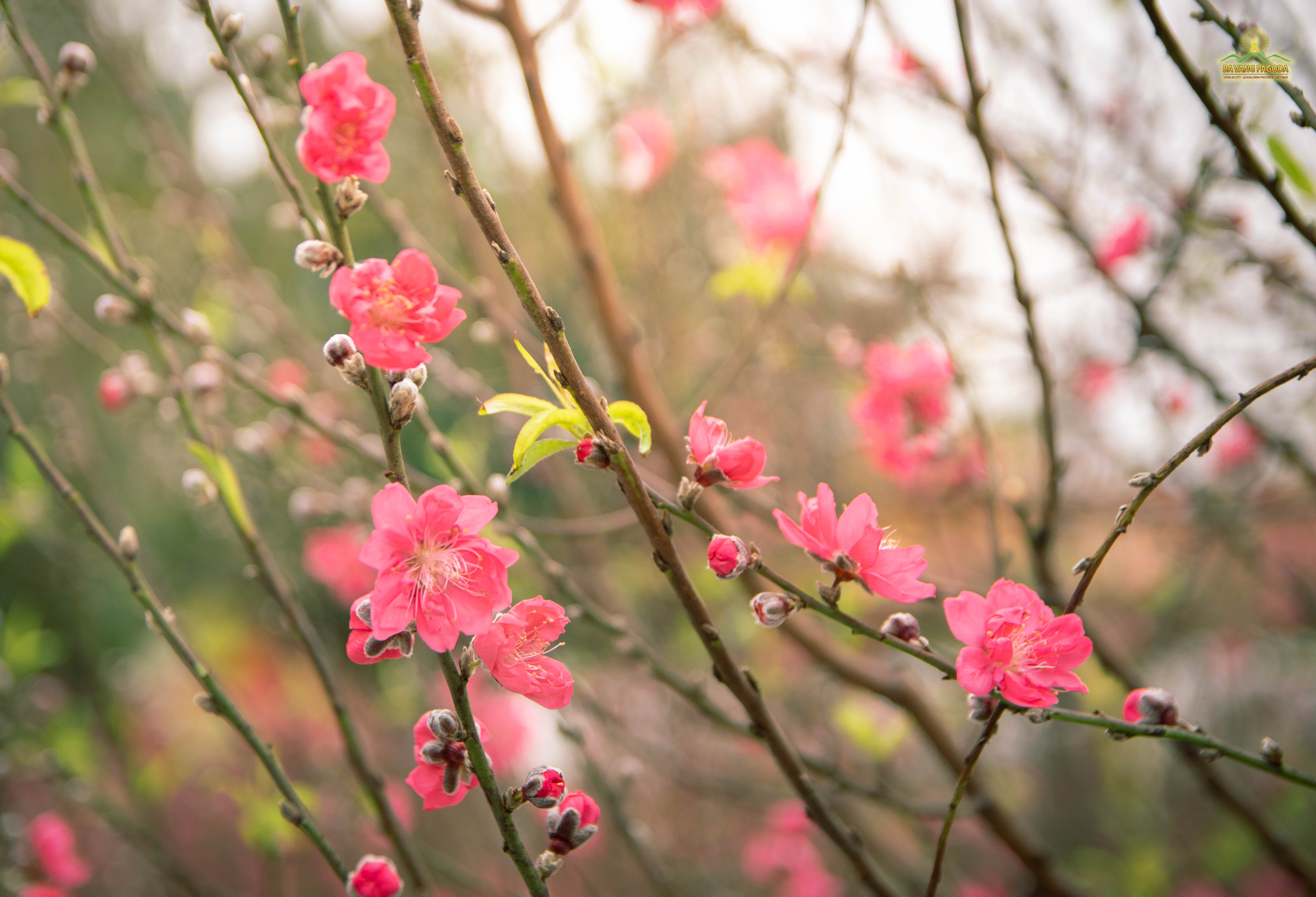Embrace the blooming beauty at Ba Vang Pagoda