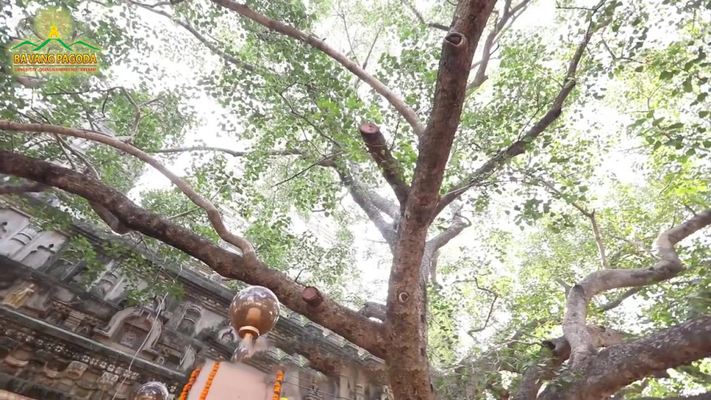 The Bodhi Tree at the Mahabodhi Temple, where Gautama Buddha meditated for 49 days.