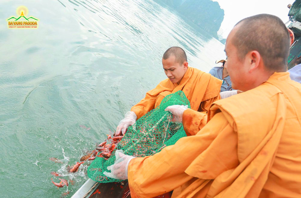 Monks of Ba Vang Pagoda release fish into the sea