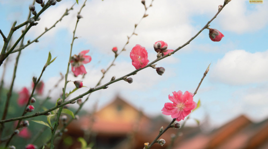 Embrace the blooming beauty at Ba Vang Pagoda