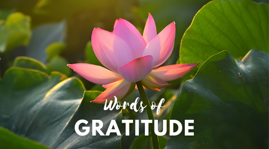 WORDS OF GRATITUDE