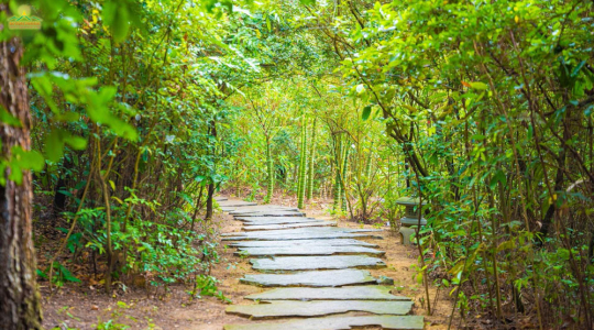 Meditation Forest: A tranquil space for the return to the essence of Buddhism