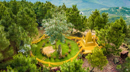 The sacred Bodhi tree: A miraculous appearance amid the pine forest