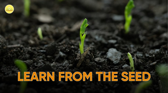 Two qualities a Bhikkhu should learn from the seed | The Milinda Pãnha