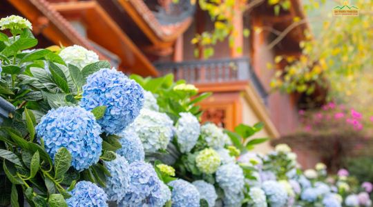 Delicate hydrangeas in bloom at Ba Vang Pagoda
